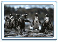 oiled_penguins.gif